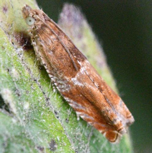 Epinotia tenerana